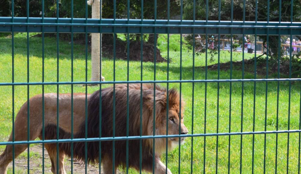 Zoo Animal Enclosure